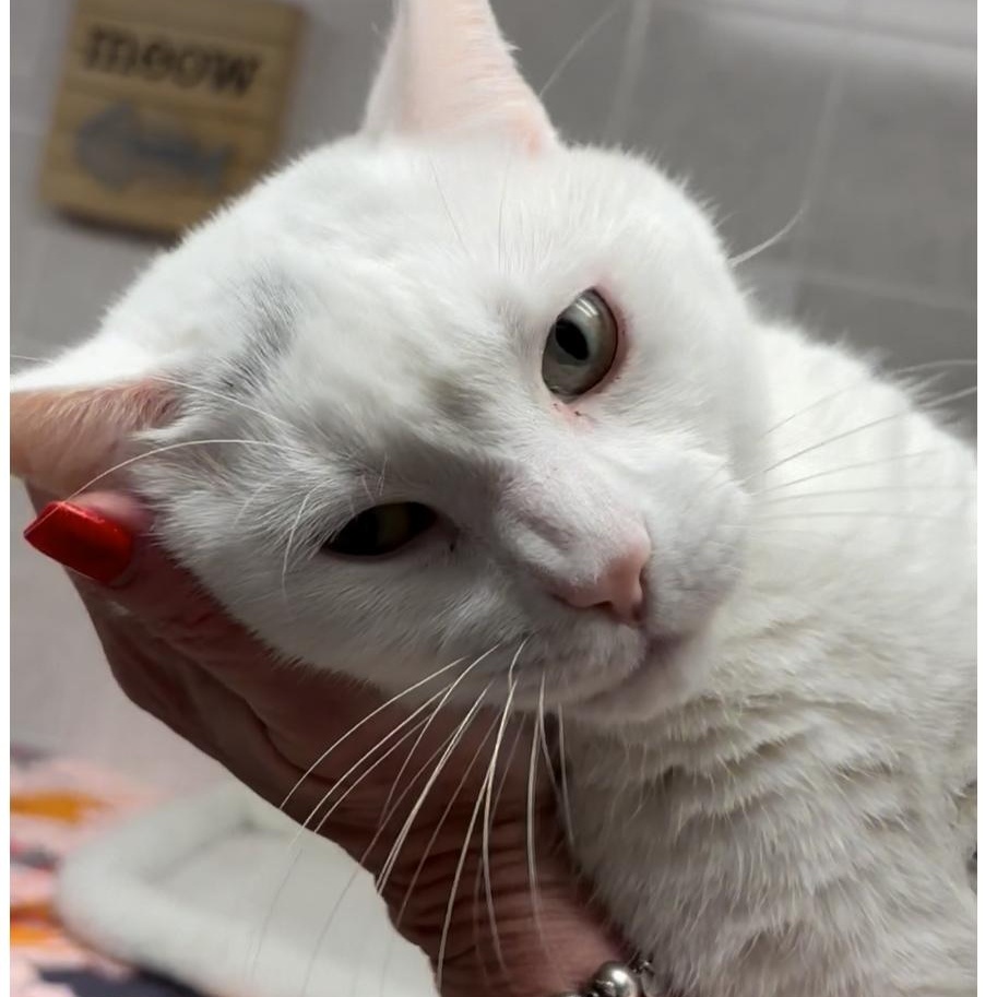 Marshmellow, adoptable, Adult Male Domestic Short Hair.