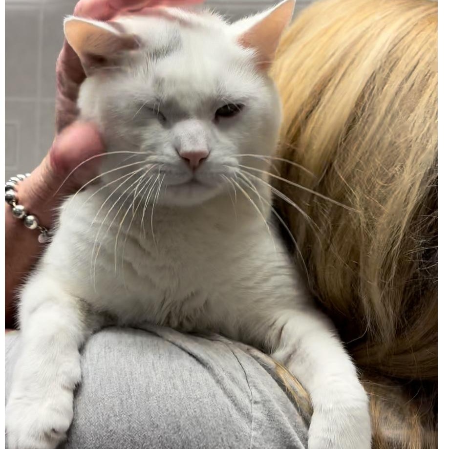 Enlarge Marshmellow, an adoptable Domestic Short Hair in North Kingstown, RI image 6/6