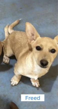 Enlarge Freed, a Adopted mixed breed in Pottstown, PA image 1/1