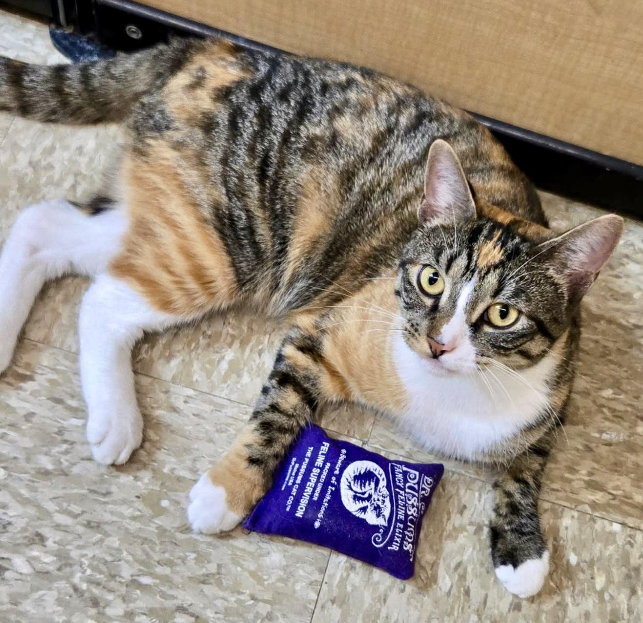 Freya, Adult Female Calico