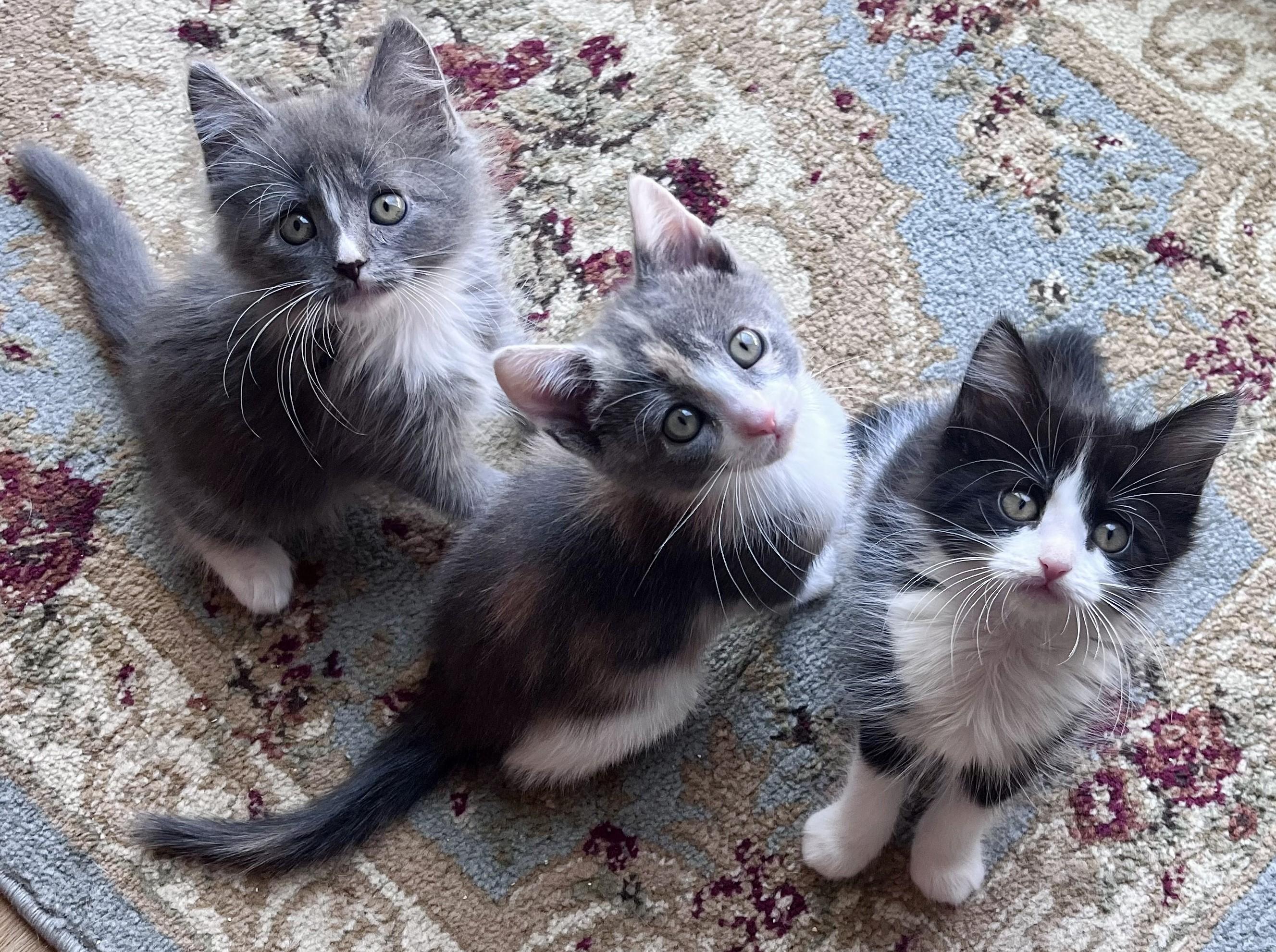 Enlarge Muffin, a ADOPTABLE mixed breed in Rocky Hill, CT image 6/6