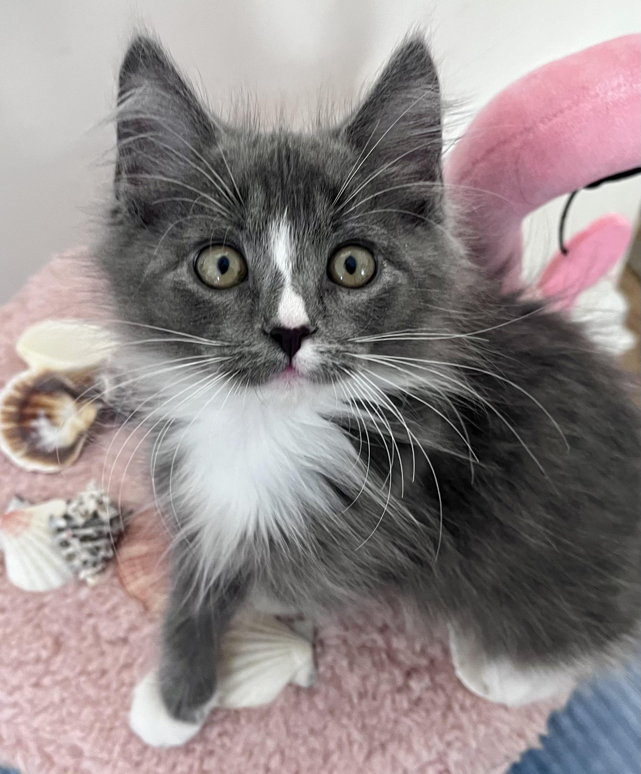 Enlarge Muffin, a ADOPTABLE mixed breed in Rocky Hill, CT image 3/6