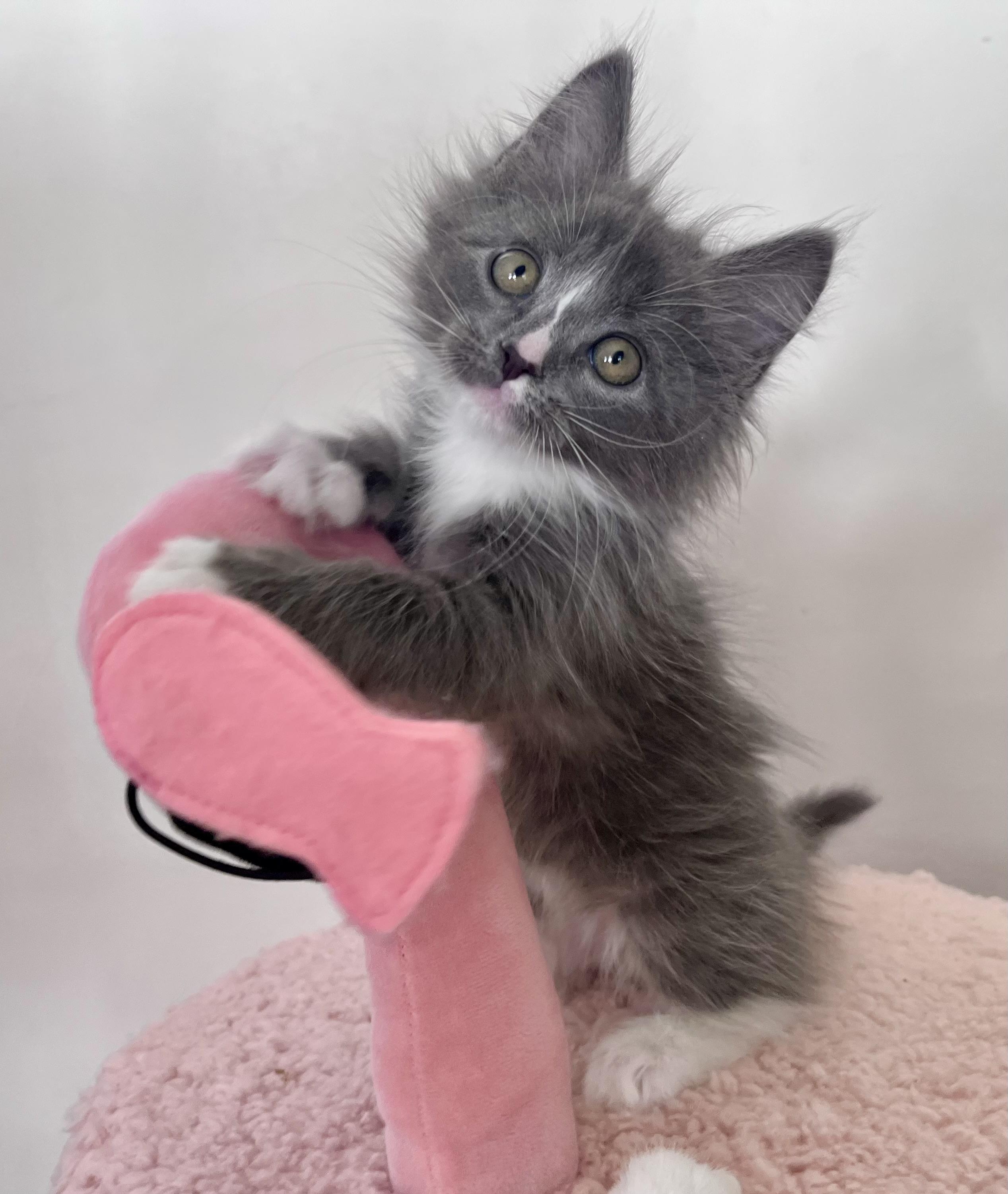 Muffin, ADOPTABLE, Kitten Male Domestic Long Hair.