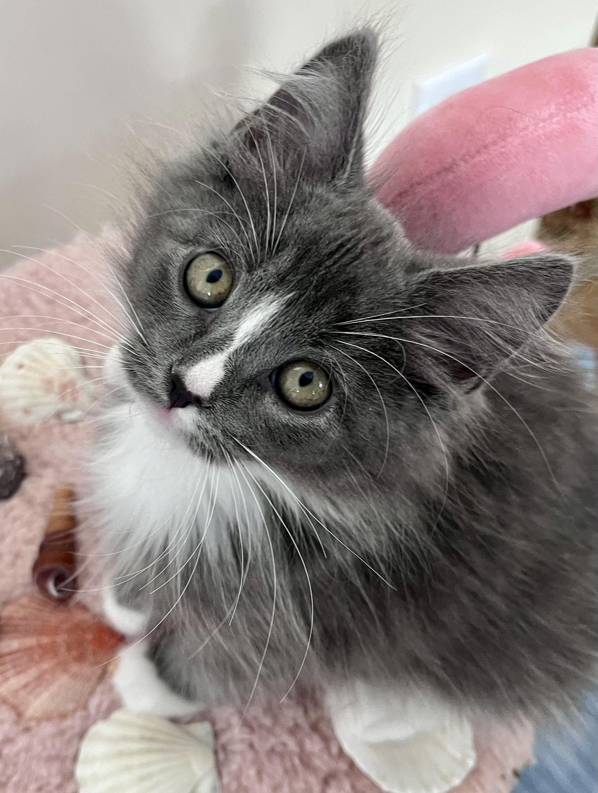 Enlarge Muffin, a ADOPTABLE mixed breed in Rocky Hill, CT image 4/6