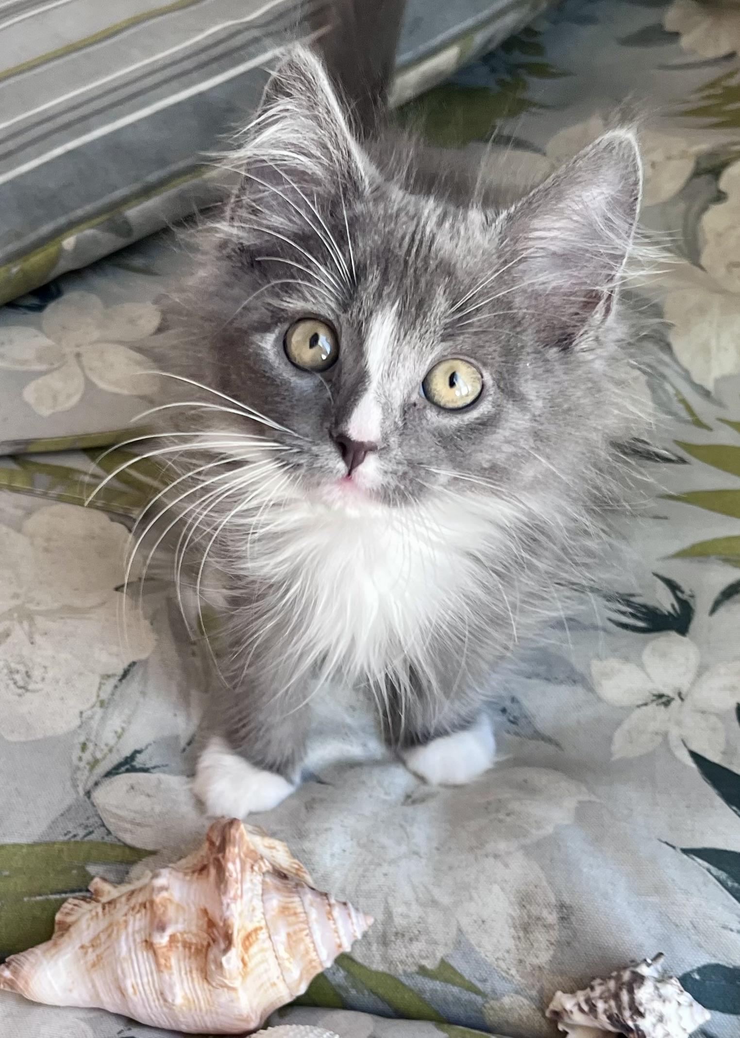 Enlarge Muffin, a ADOPTABLE mixed breed in Rocky Hill, CT image 5/6