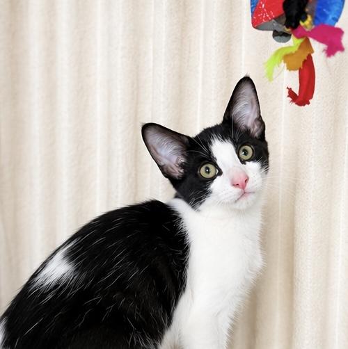 Enlarge Benjamin, a Adoptable mixed breed in Southfield , MI image 3/6