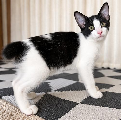 Enlarge Benjamin, a Adoptable mixed breed in Southfield , MI image 6/6