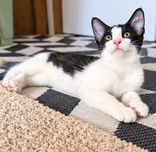 Enlarge Benjamin, a Adoptable mixed breed in Southfield , MI image 4/6