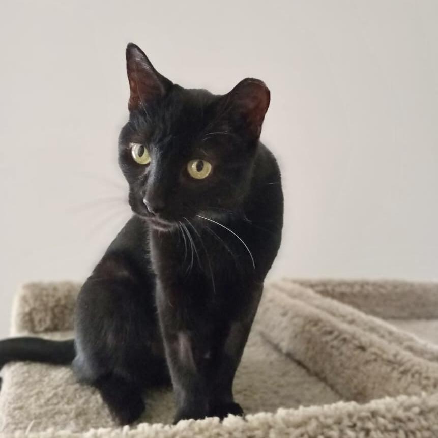 Michelle, Adoptable, Adult Female American Shorthair.