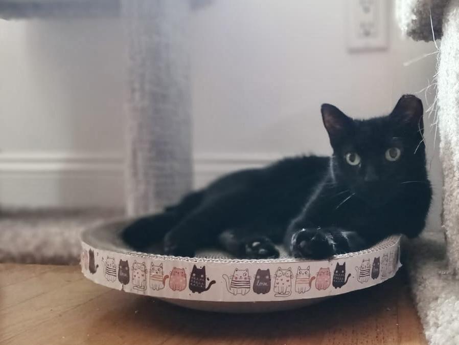 Enlarge Michelle, a Adoptable American Shorthair in Bedford, NY image 4/5