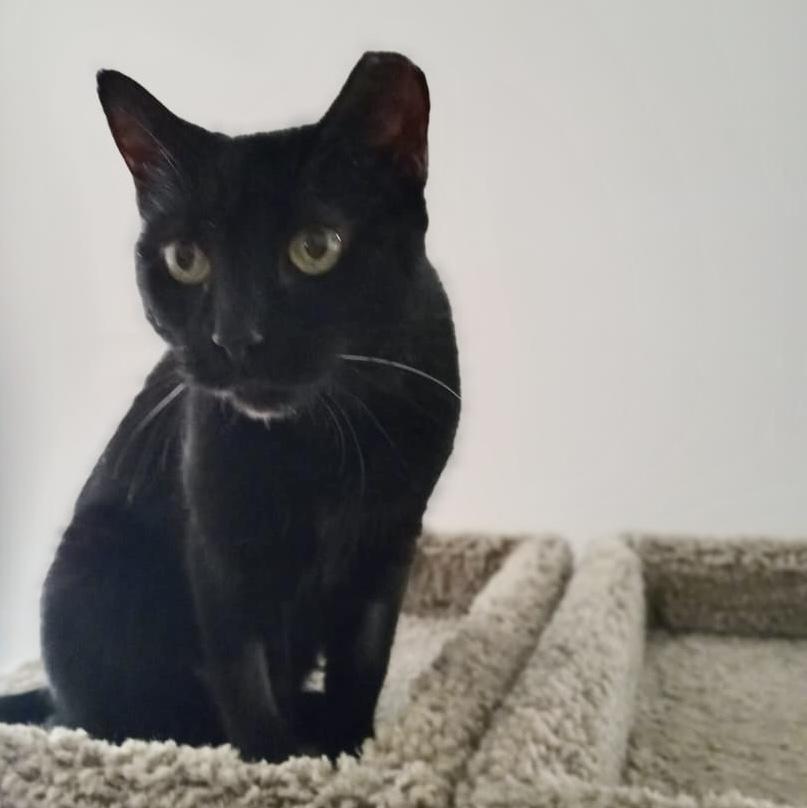 Enlarge Michelle, a Adoptable American Shorthair in Bedford, NY image 5/5