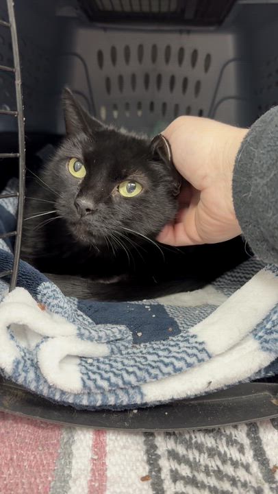 Enlarge Michelle, a Adoptable American Shorthair in Bedford, NY video 3/5