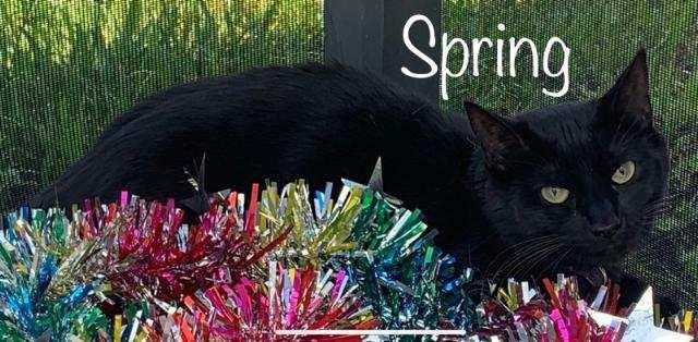 Enlarge Spring, a Adoptable Domestic Short Hair in Land O Lakes, FL image 1/4