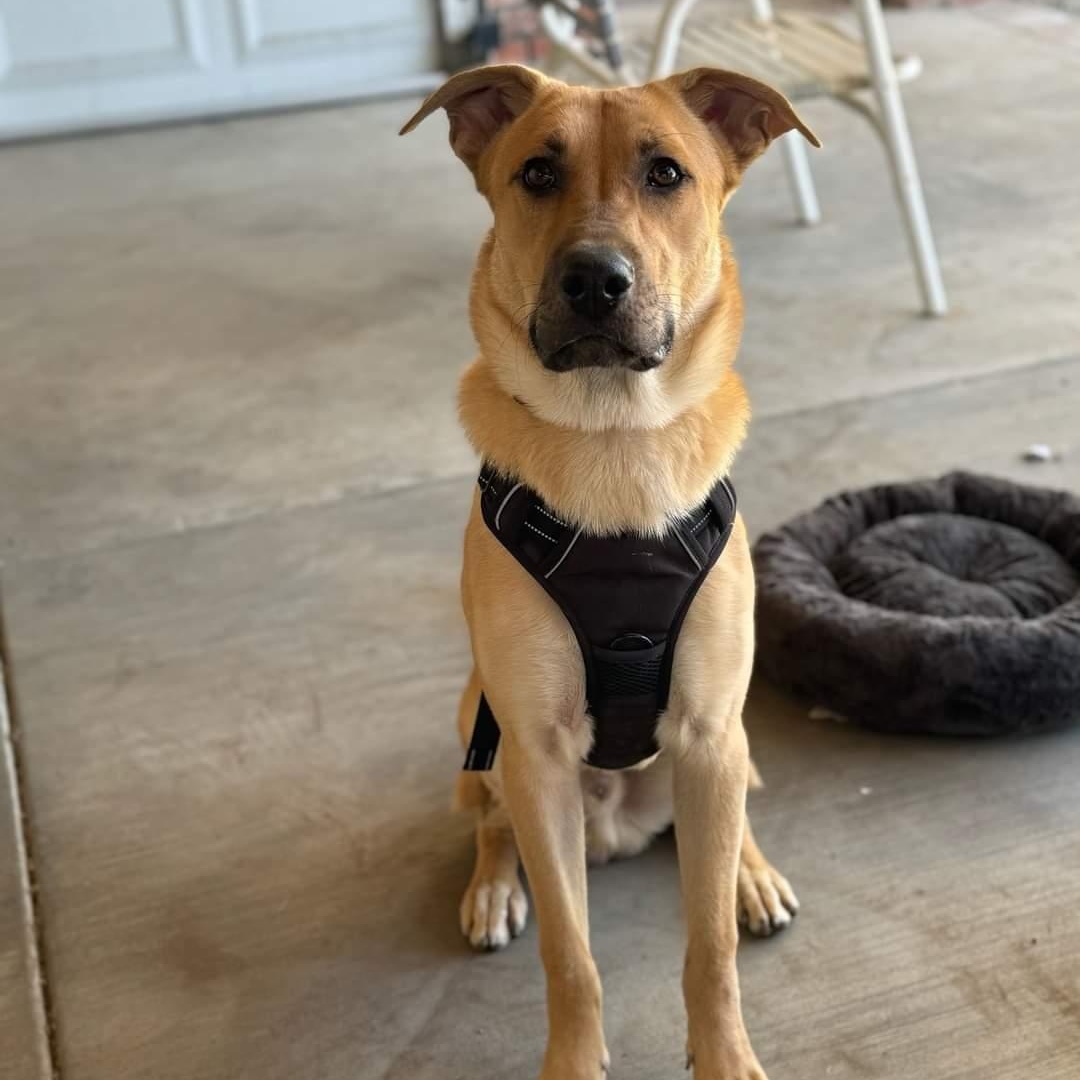 Enlarge Bently, a Adoptable mixed breed in Seal Beach, CA image 6/6