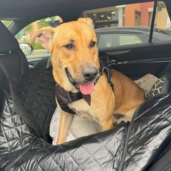 Enlarge Bently, a Adoptable mixed breed in Seal Beach, CA image 1/6