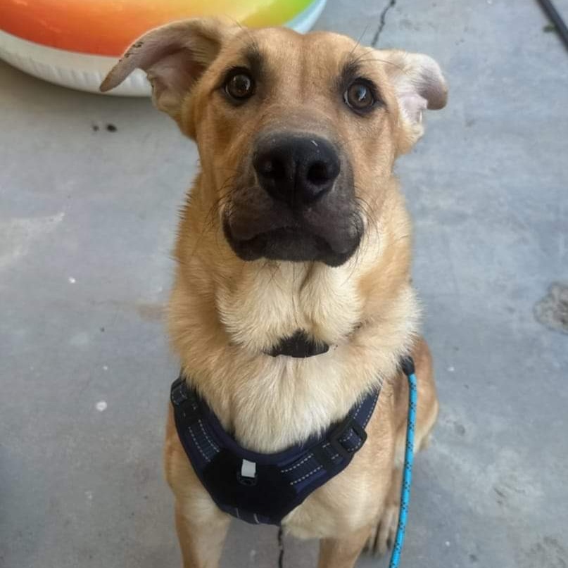 Enlarge Bently, a Adoptable mixed breed in Seal Beach, CA image 4/6