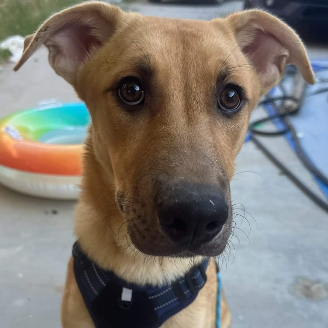 Enlarge Bently, a Adoptable mixed breed in Seal Beach, CA image 2/6