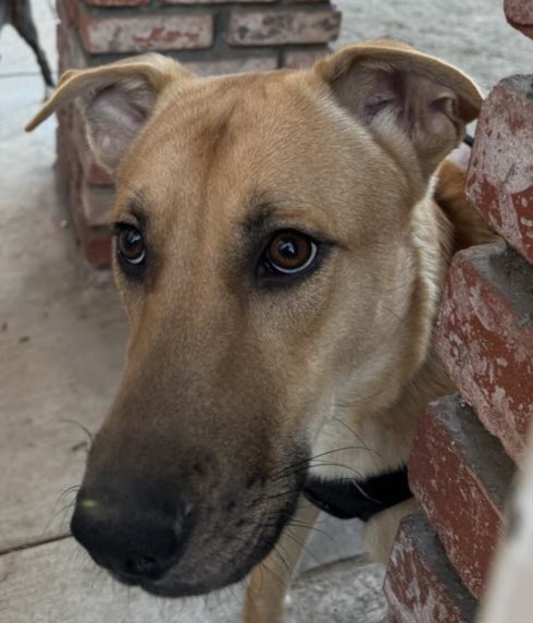 Enlarge Bently, a Adoptable mixed breed in Seal Beach, CA image 3/6