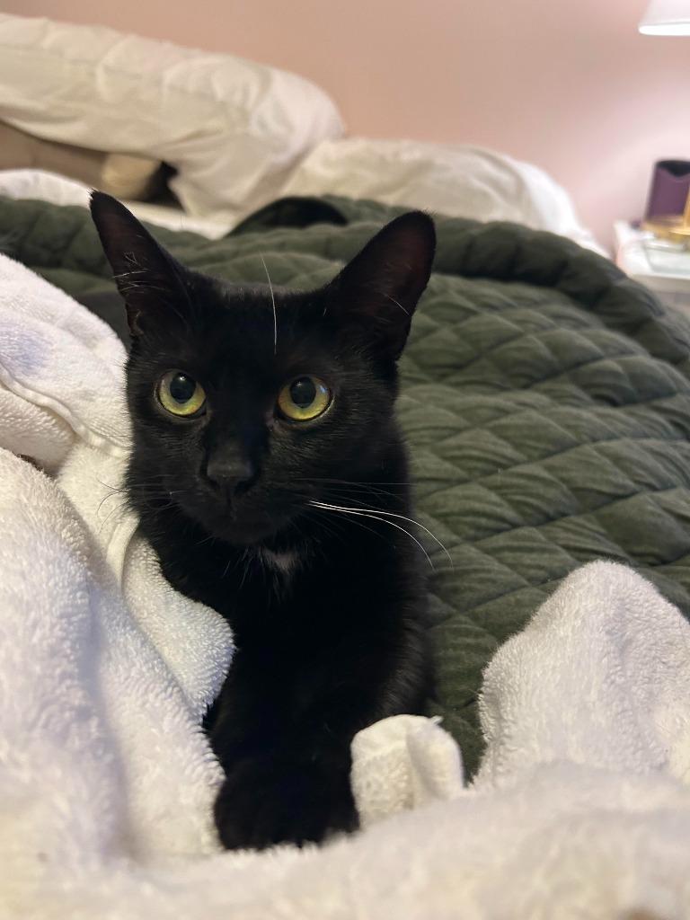 June, Adoptable, Adult Female Domestic Short Hair.