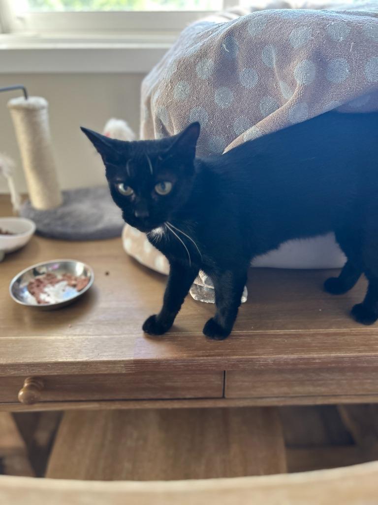 Enlarge June, a Adoptable Domestic Short Hair in Arthur, ON image 2/3