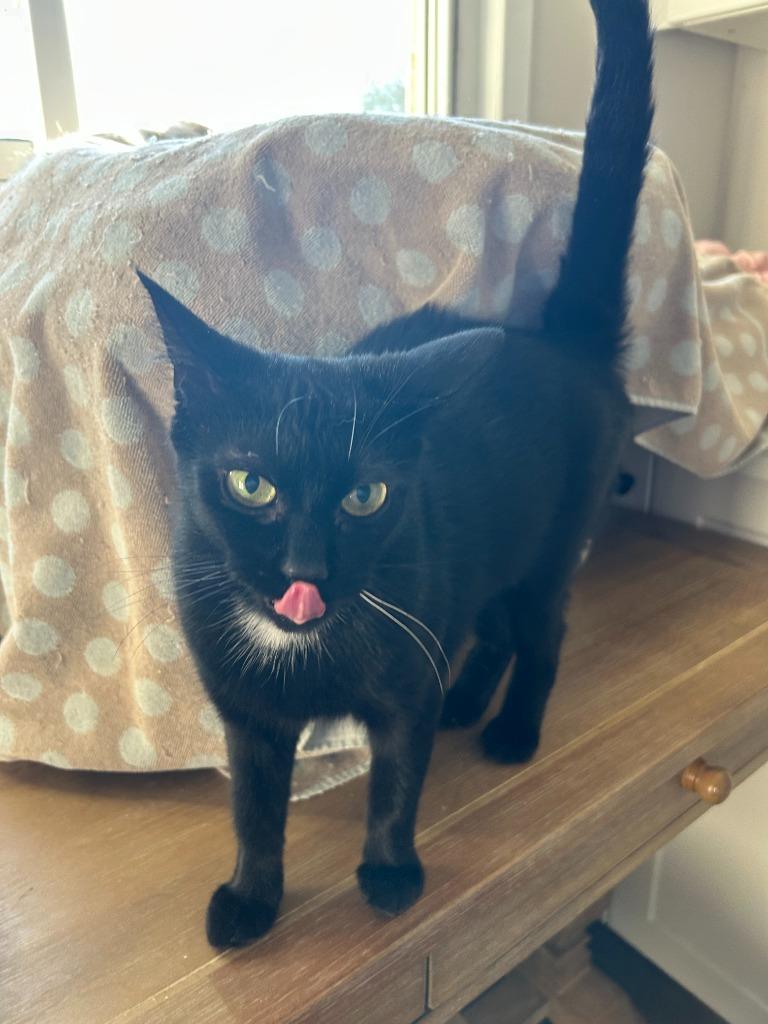 Enlarge June, a Adoptable Domestic Short Hair in Arthur, ON image 3/3