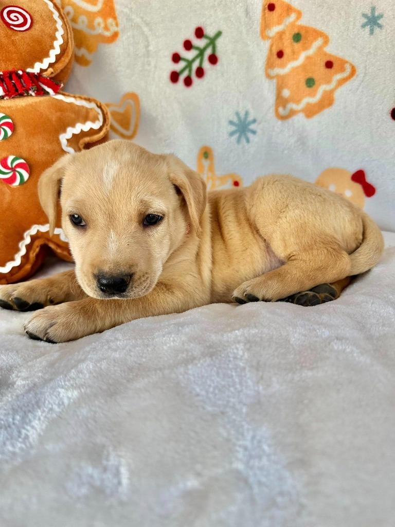 November Gentry thumbnail 4