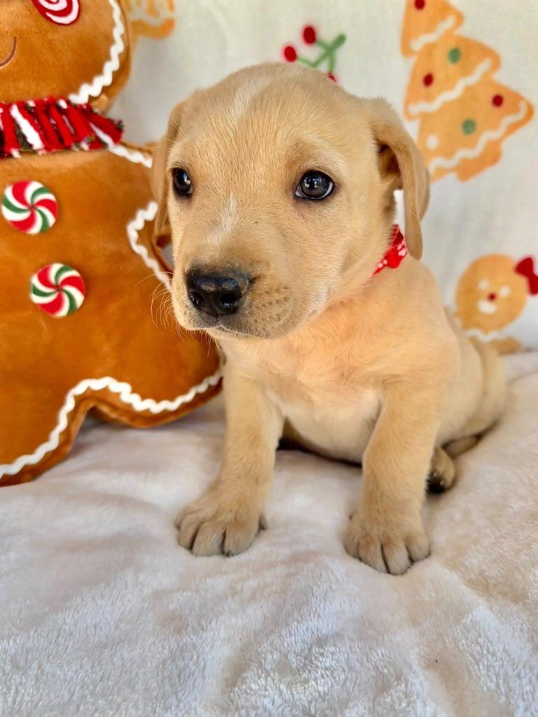 November Gentry thumbnail 5