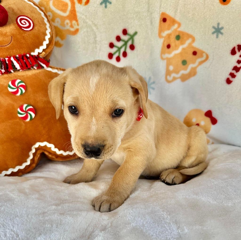 November Gentry thumbnail 7