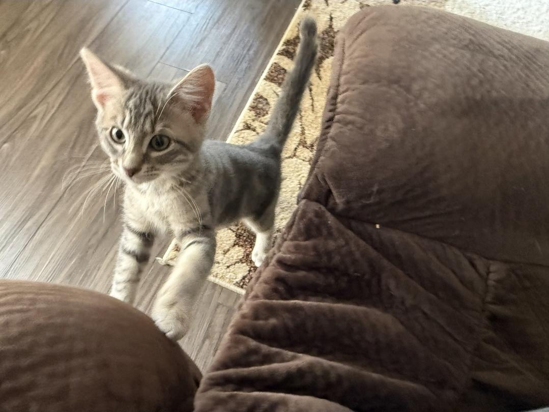 Enlarge Cinder, an adopted Domestic Short Hair in Centerville, GA image 1/2