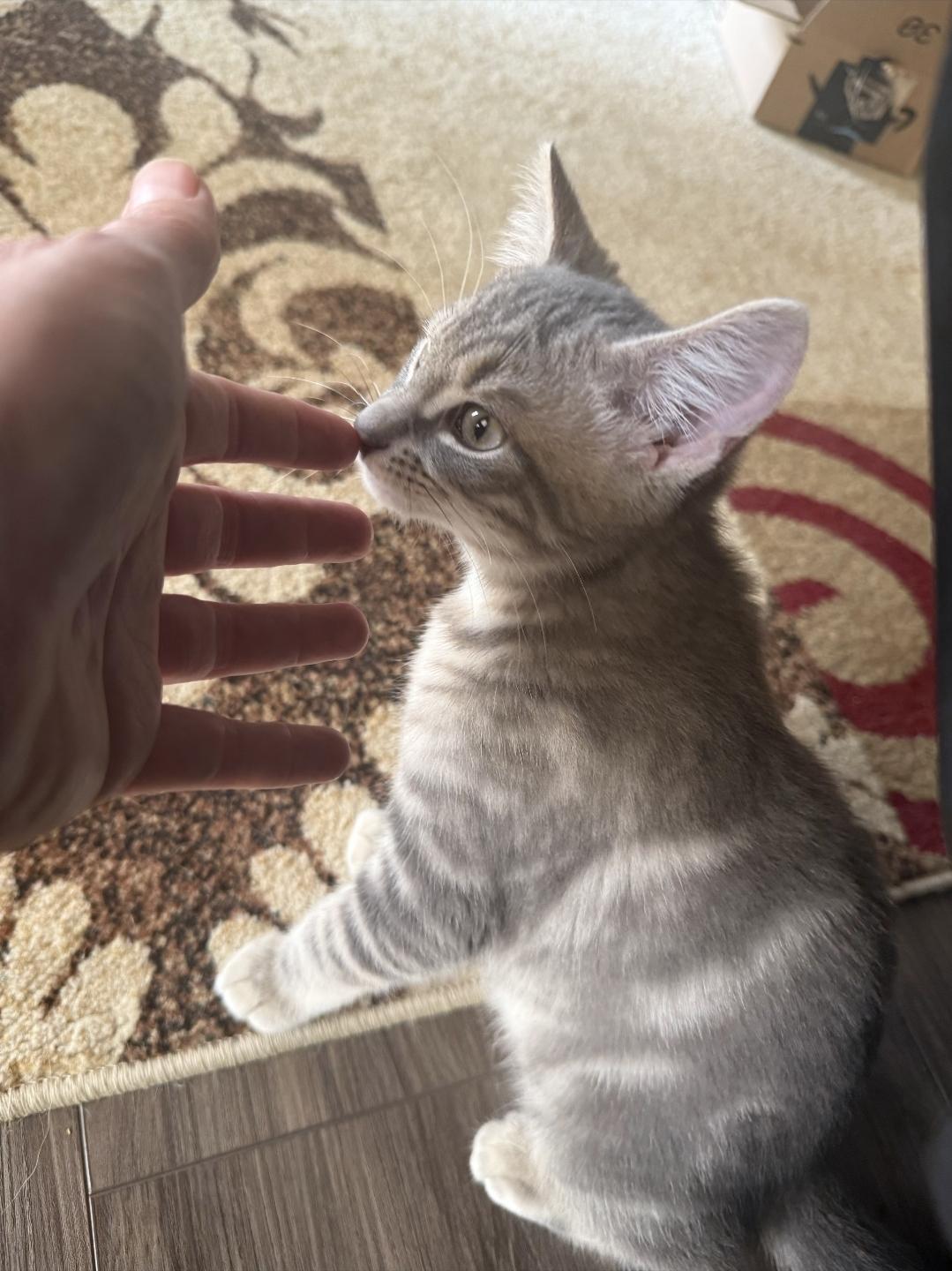 Enlarge Cinder, an adopted Domestic Short Hair in Centerville, GA image 2/2