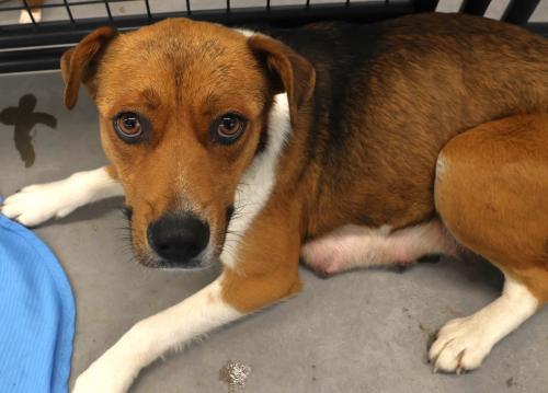 Enlarge Misty, a Adoptable mixed breed in Thief River Falls, MN image 1/1
