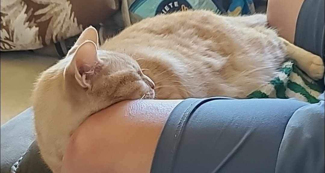 Lightning *COURTESY POST*, Adoptable, Senior Male Tabby & Domestic Long Hair.