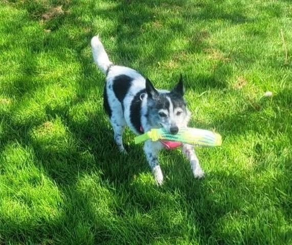 Momo, a Adoptable mixed breed in Bellingham, WA image 2/3