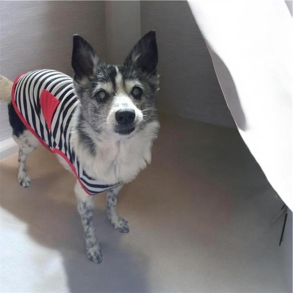 Momo, a Adoptable mixed breed in Bellingham, WA image 3/3