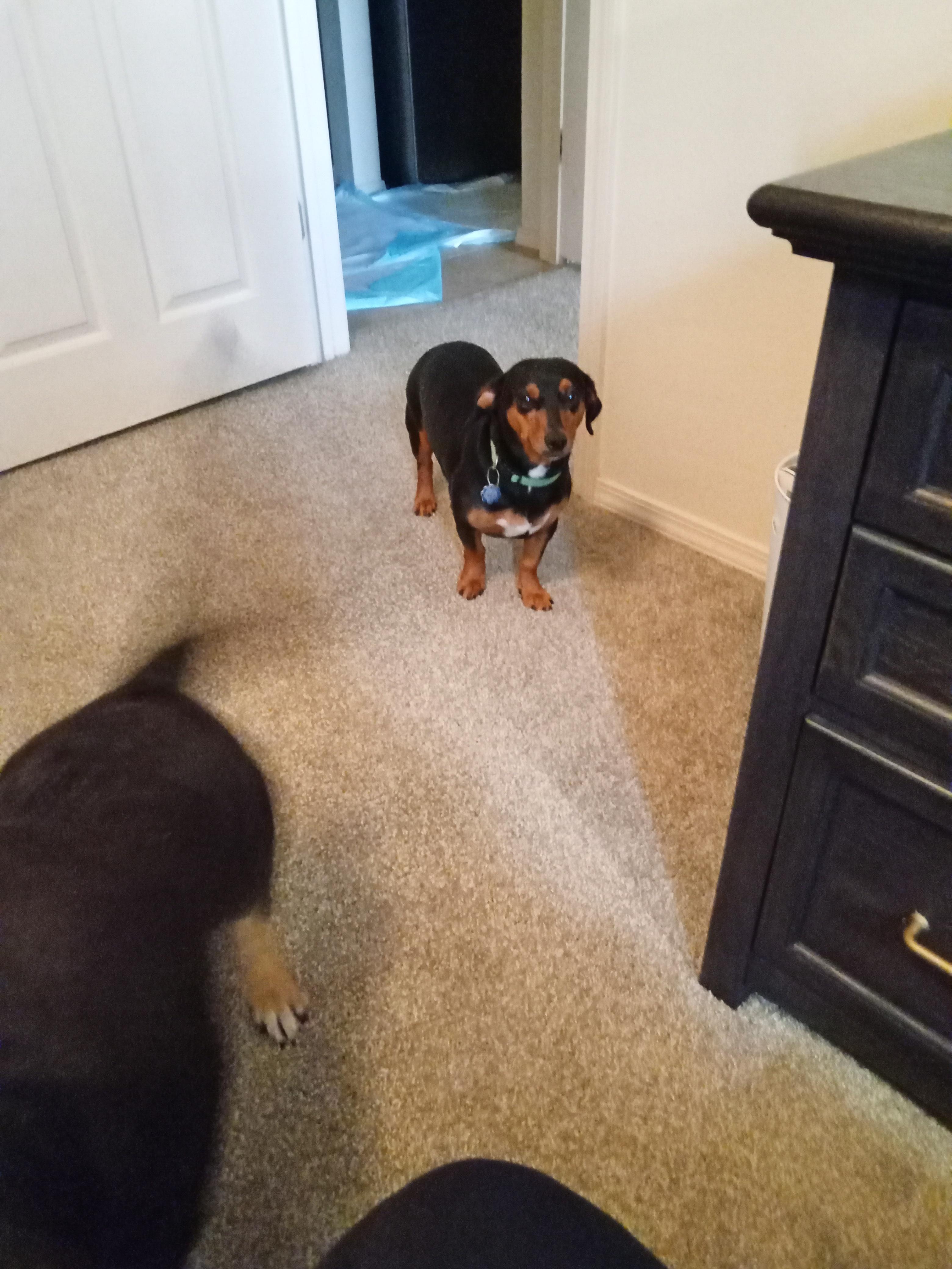 BJ - COURTESY, ADOPTABLE, Adult Male Basset Hound & Dachshund.
