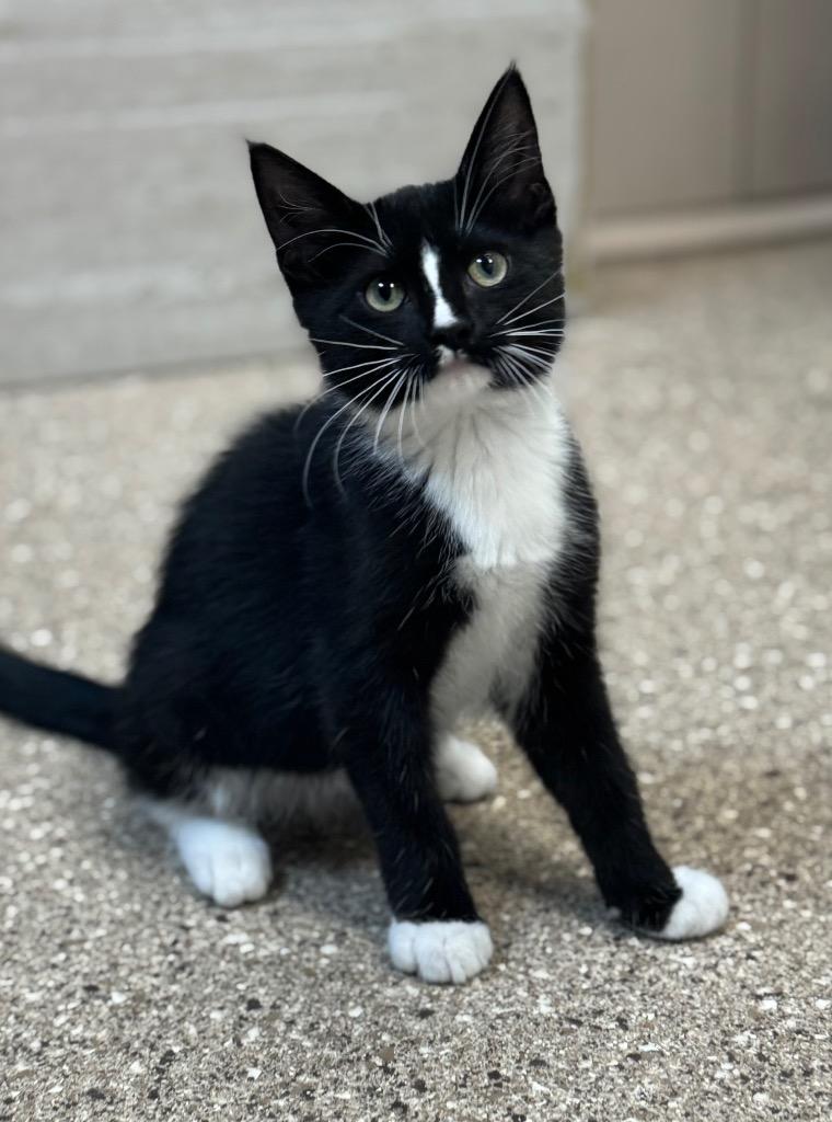 Lakin, Adoptable, Kitten Male Domestic Short Hair.