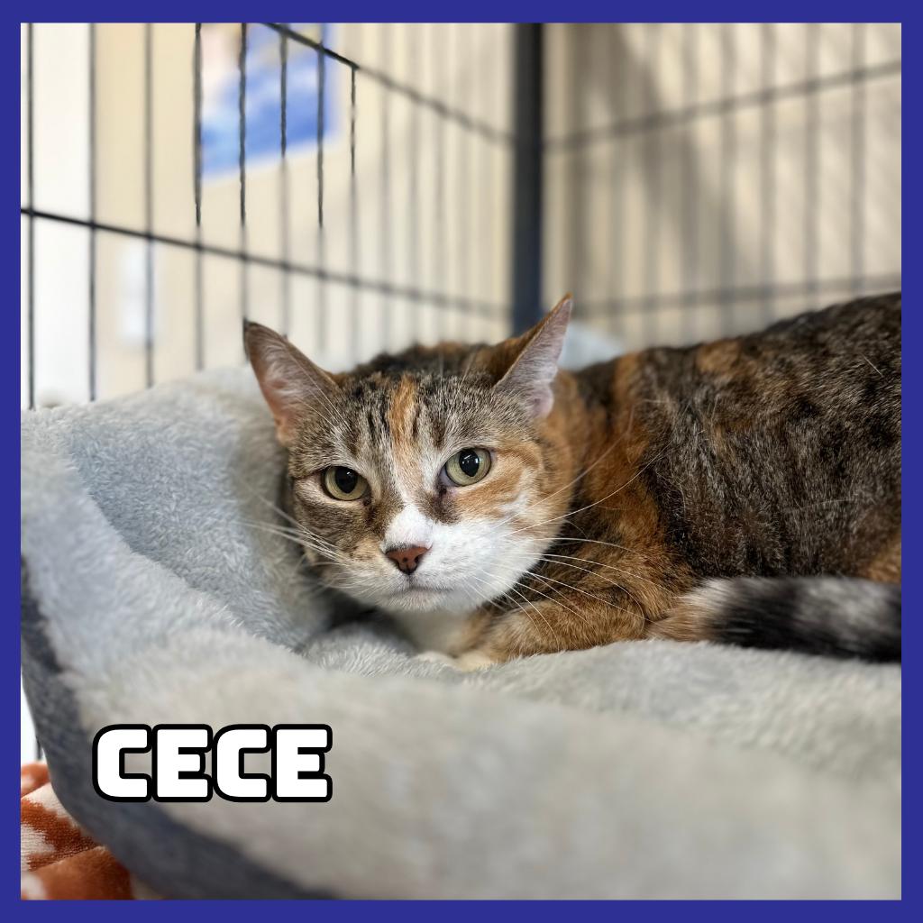 Enlarge CeCe, a Adoptable Domestic Short Hair in Glenwood, MN image 1/2
