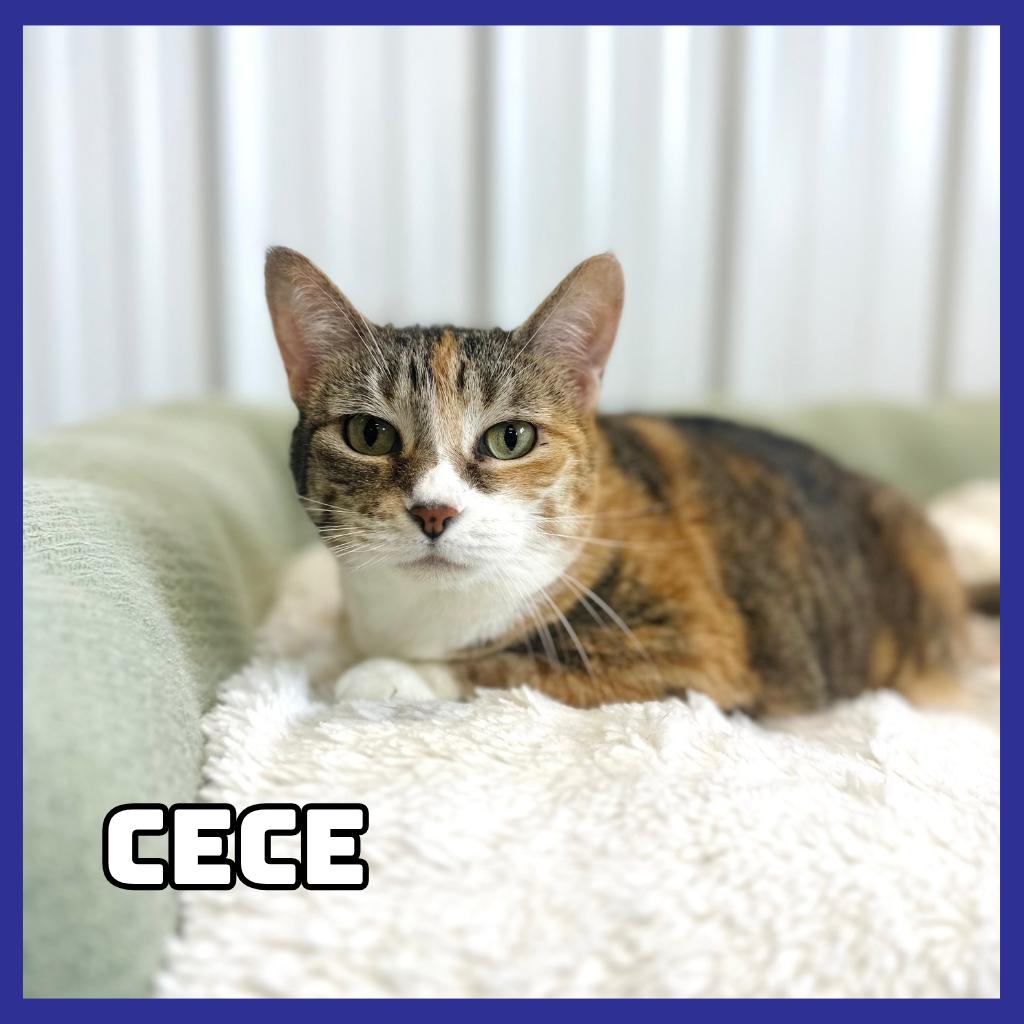 Enlarge CeCe, a Adoptable Domestic Short Hair in Glenwood, MN image 2/2