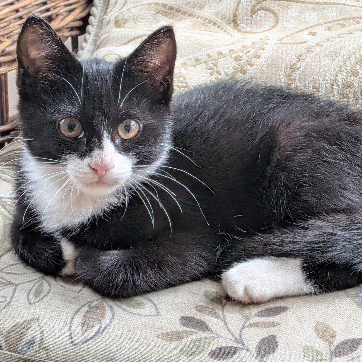Tom, Adopted, Young Male Tuxedo.