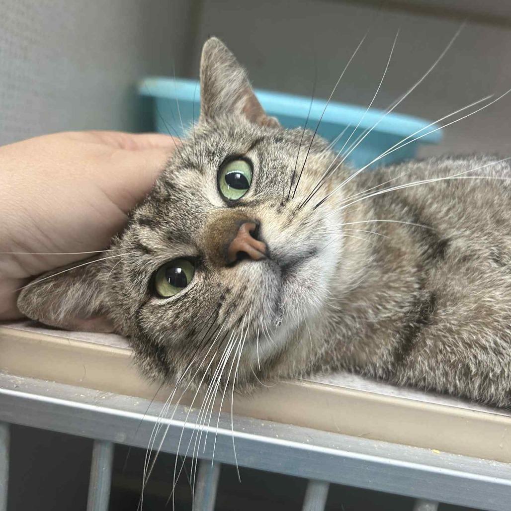Jim Bob, an adoptable Domestic Short Hair in Graham, TX, 76450 | Photo Image 1