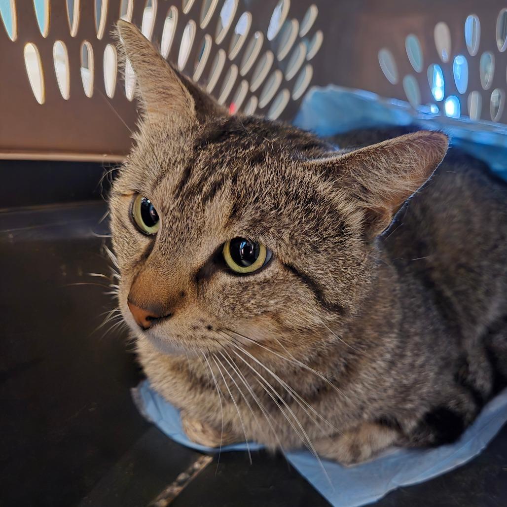 Jim Bob, an adoptable Domestic Short Hair in Graham, TX, 76450 | Photo Image 3