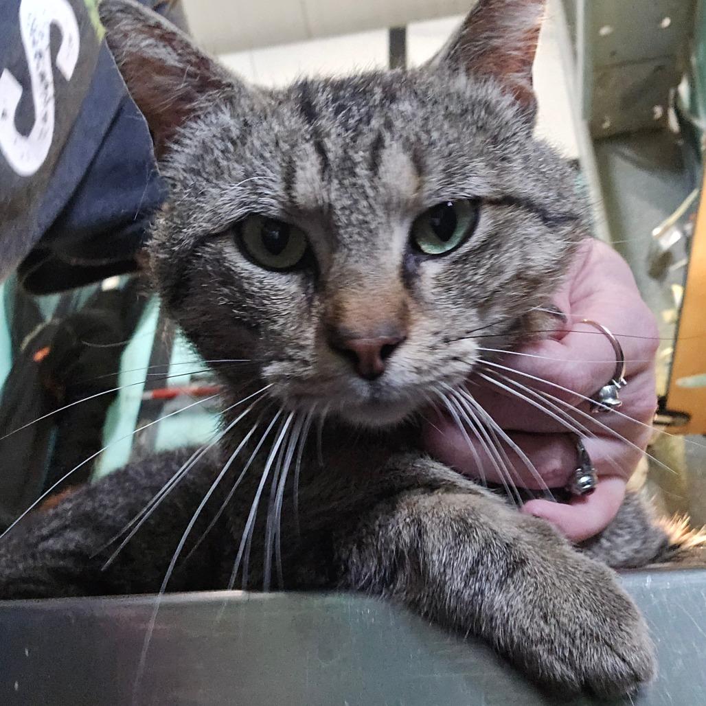 Jim Bob, an adoptable Domestic Short Hair in Graham, TX, 76450 | Photo Image 4