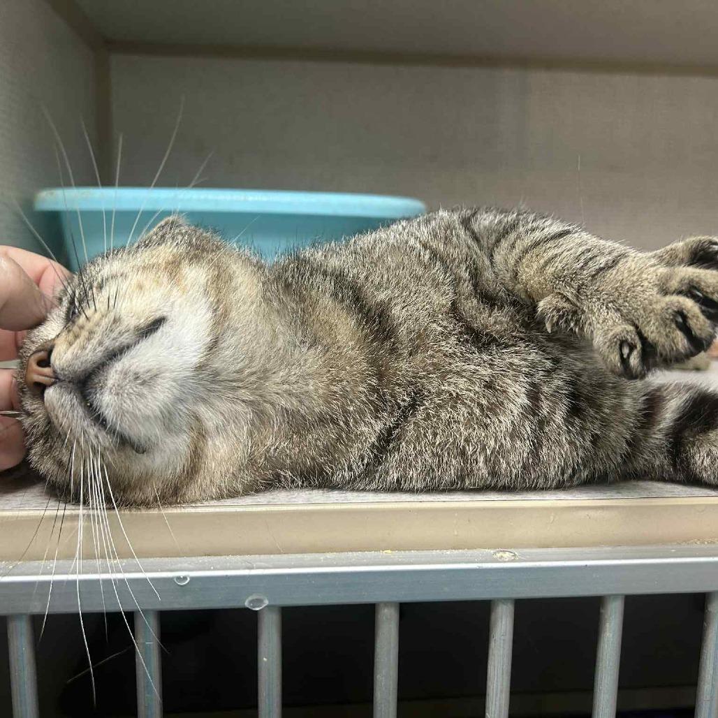 Jim Bob, an adoptable Domestic Short Hair in Graham, TX, 76450 | Photo Image 2