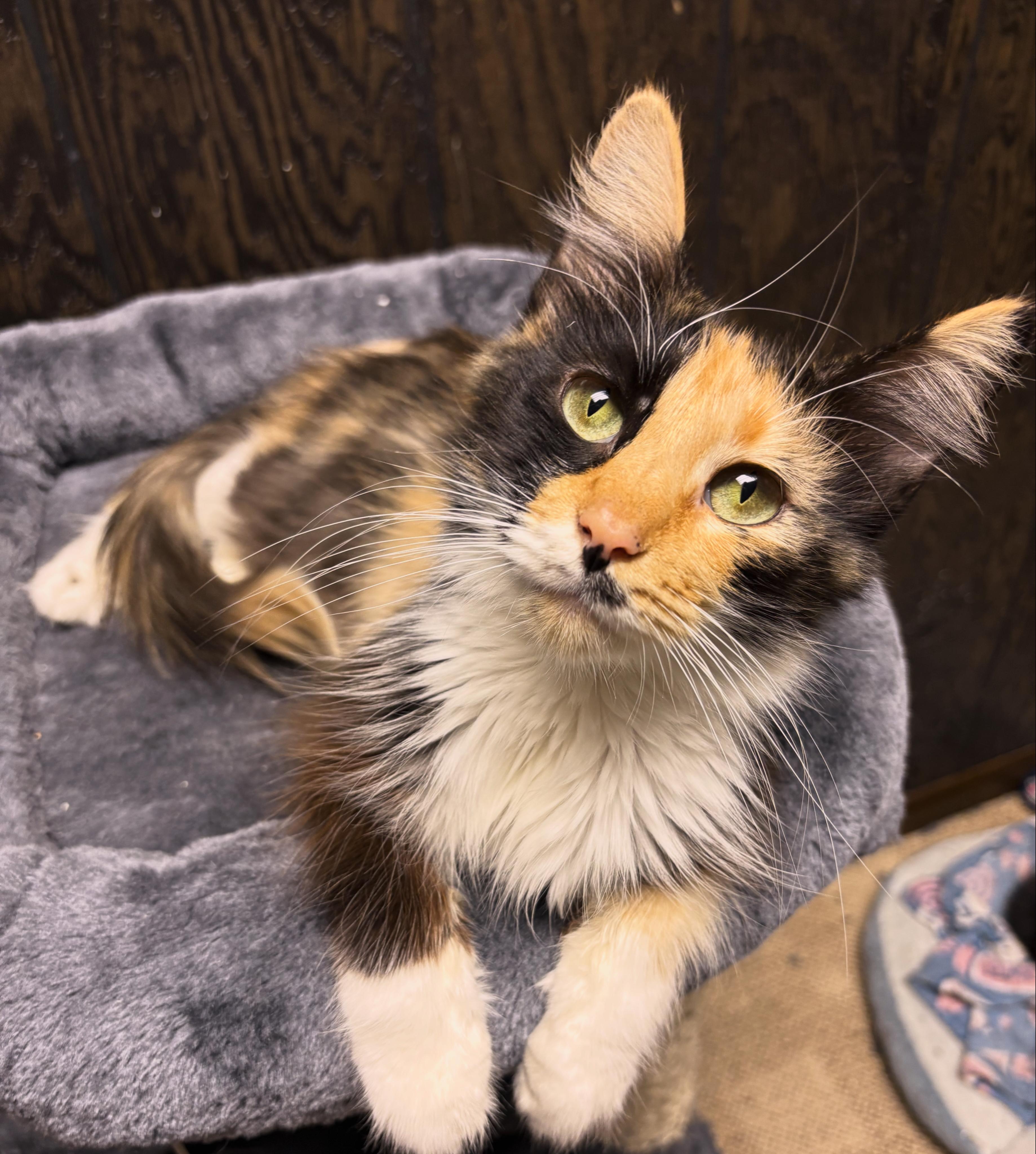 Enlarge Elvira , a ADOPTABLE Domestic Medium Hair in Austintown, OH image 1/1