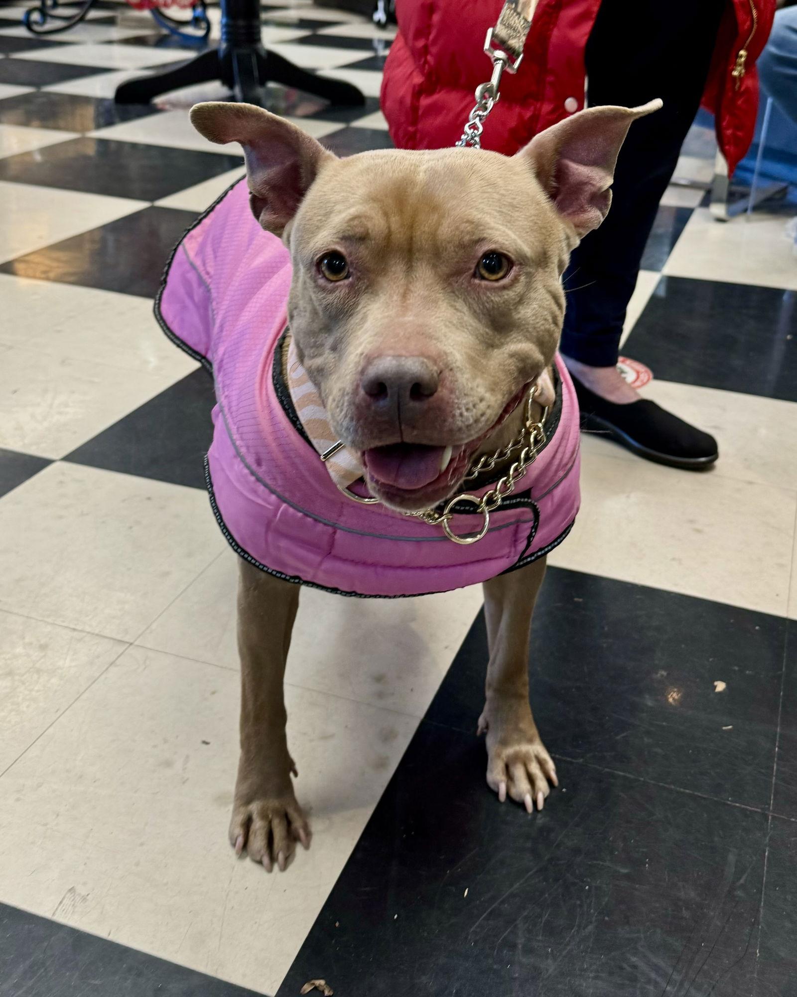 Chai, Adopted, Young Female American Bulldog & Terrier.