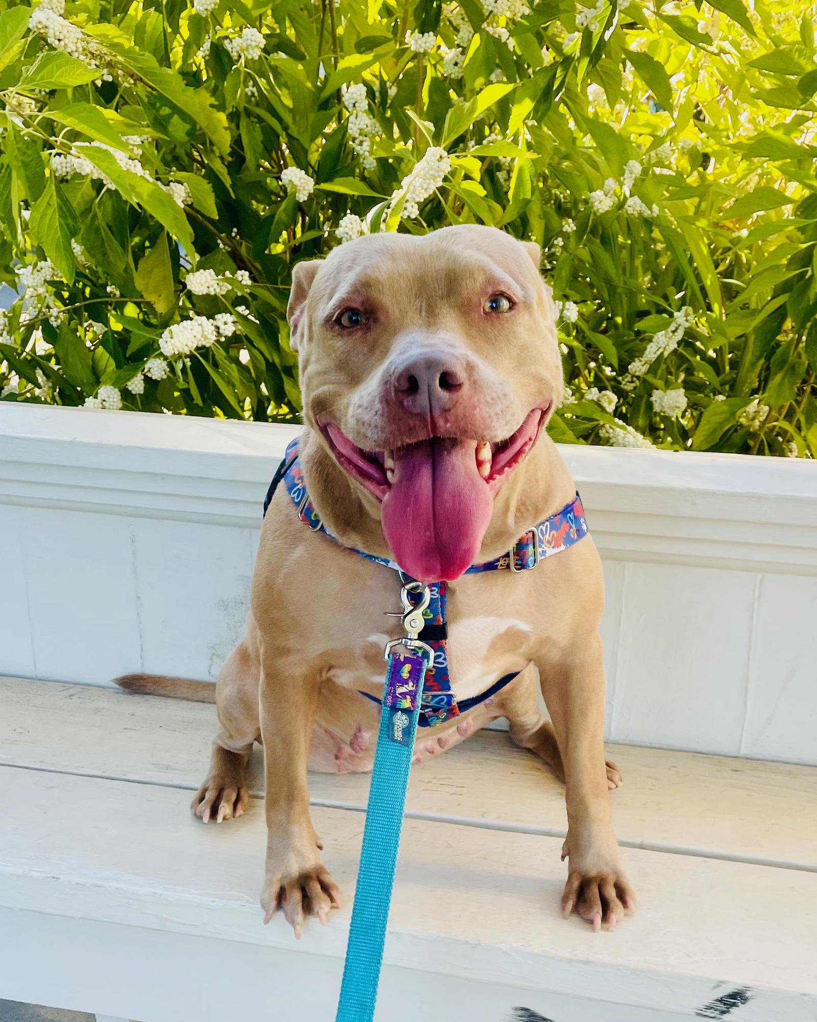 Enlarge Chai, a Adopted mixed breed in Decatur, GA image 2/6