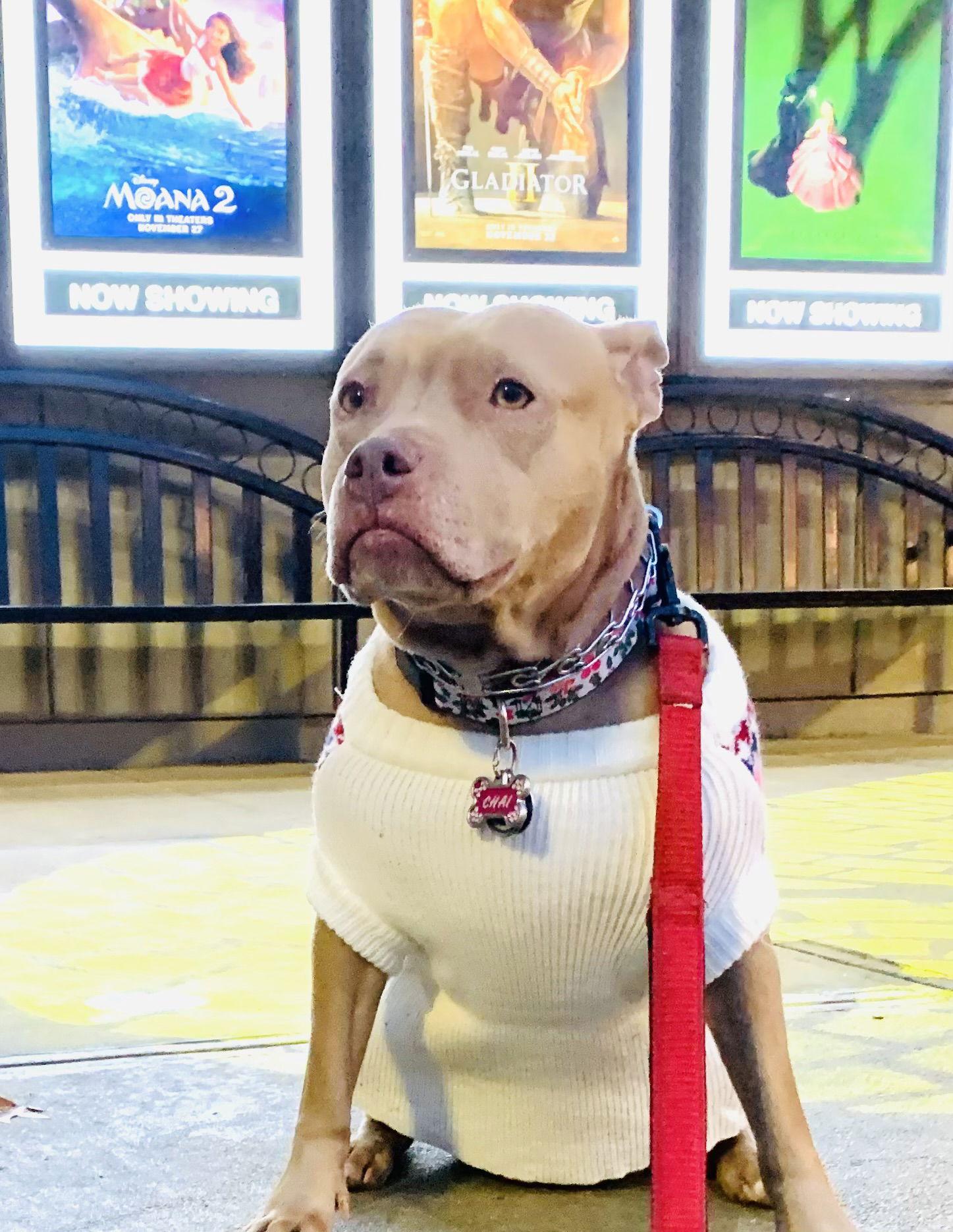 Enlarge Chai, a Adopted mixed breed in Decatur, GA image 3/6