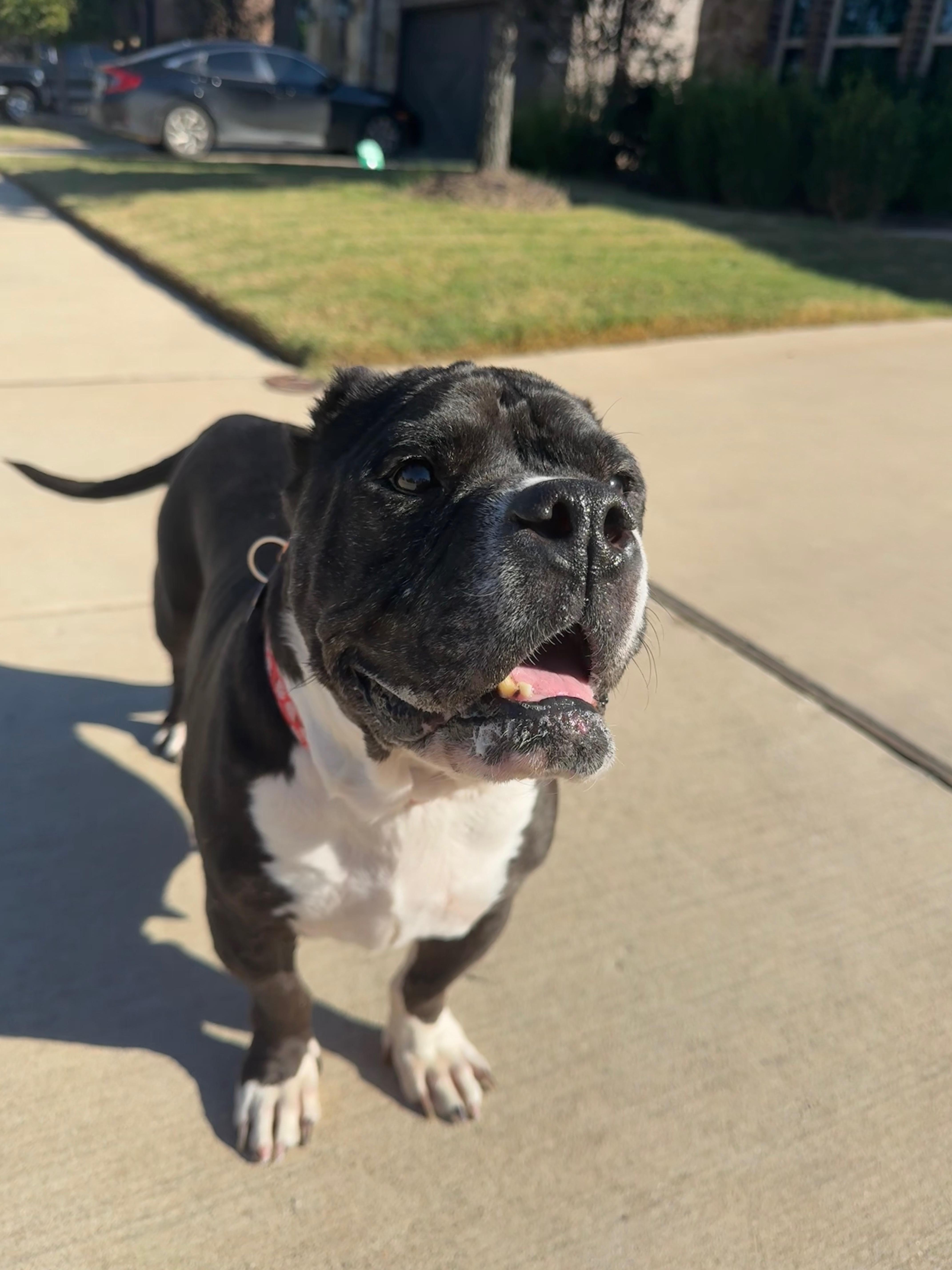 Enlarge Minnie, a Adoptable mixed breed in Plano, TX image 5/6