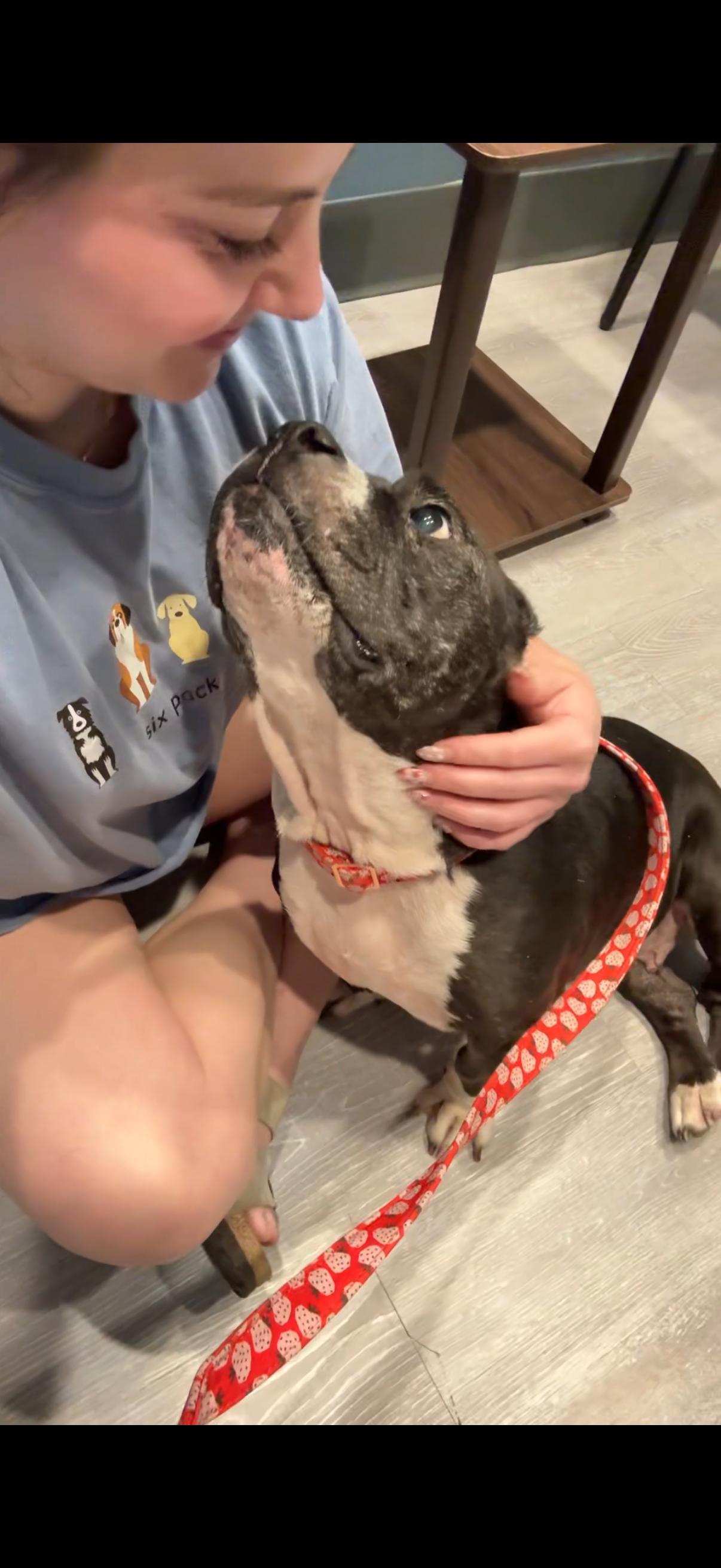 Enlarge Minnie, a Adoptable mixed breed in Plano, TX image 4/6