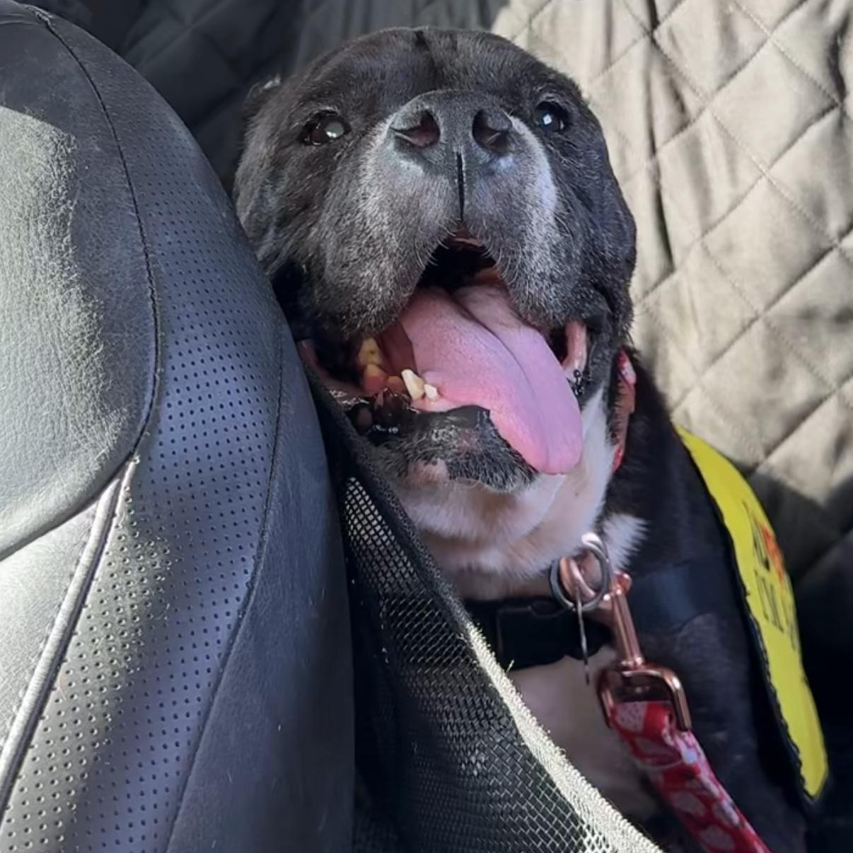 Enlarge Minnie, a Adoptable mixed breed in Plano, TX image 2/6